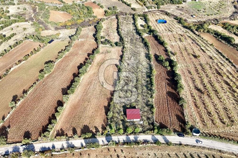 MANİSA KULA'DA BADEM BAHÇESİ