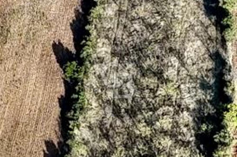 MANİSA KULA'DA BADEM BAHÇESİ