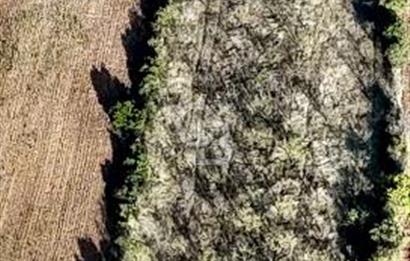 MANİSA KULA'DA BADEM BAHÇESİ