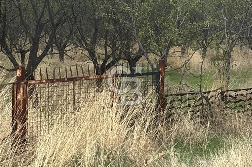 MANİSA KULA'DA BADEM BAHÇESİ