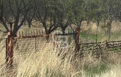 MANİSA KULA'DA BADEM BAHÇESİ