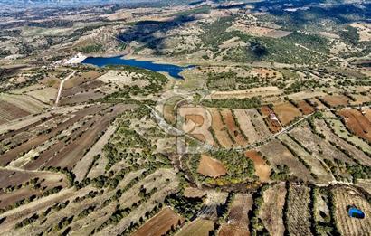 MANİSA KULA'DA BADEM BAHÇESİ