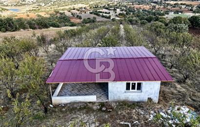 MANİSA KULA'DA BADEM BAHÇESİ