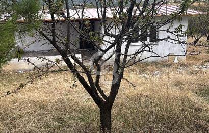 MANİSA KULA'DA BADEM BAHÇESİ