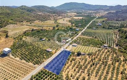 SEFERİHİSARDA MERKEZE YAKIN 1.677 m² TARLA & BAĞ