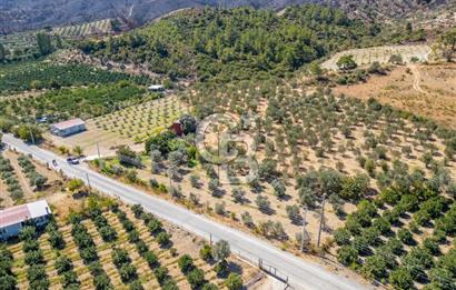 SEFERİHİSARDA MERKEZE YAKIN 1.677 m² TARLA & BAĞ