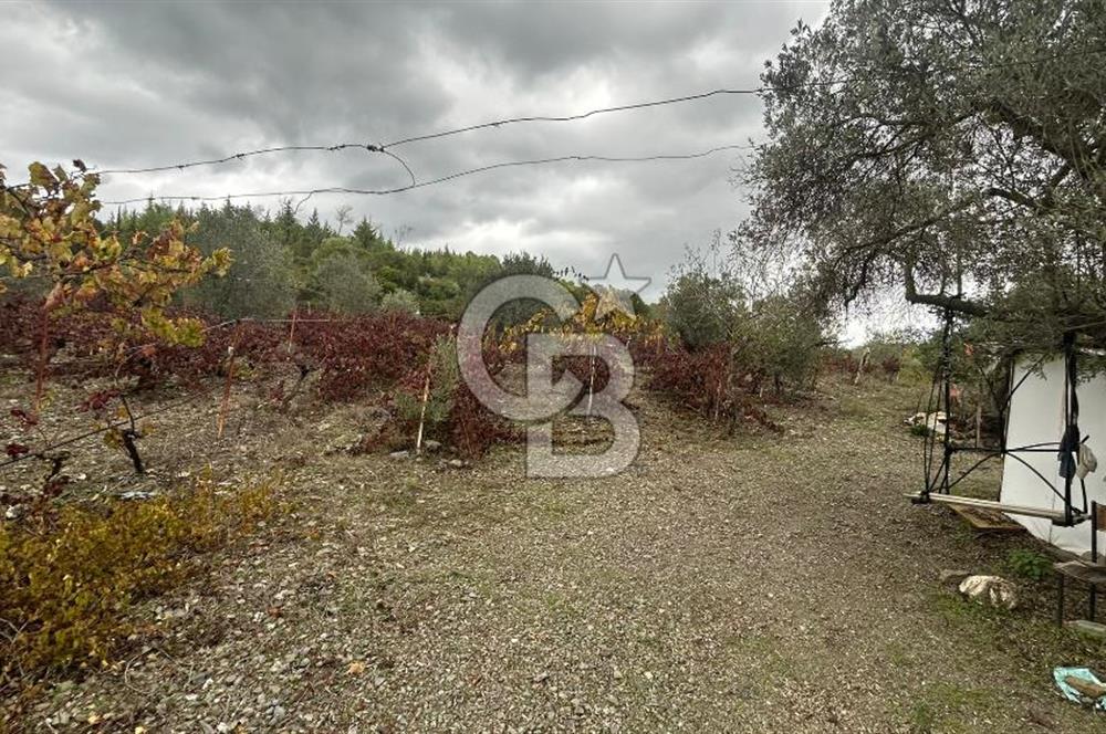 SEFERİHİSAR BEYLERDE 19.549 m² ÜZÜM BAĞI VE ZEYTİNLİK FIRSATI