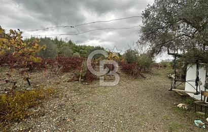 SEFERİHİSAR BEYLERDE 19.549 m² ÜZÜM BAĞI VE ZEYTİNLİK FIRSATI