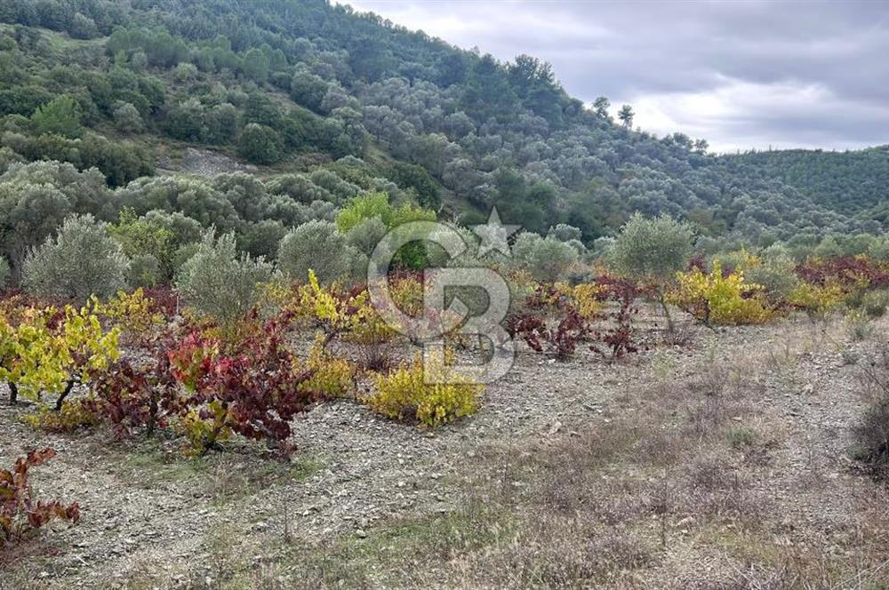 SEFERİHİSAR BEYLERDE 19.549 m² ÜZÜM BAĞI VE ZEYTİNLİK FIRSATI