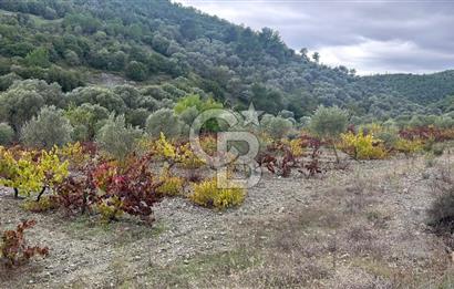 SEFERİHİSAR BEYLERDE 19.549 m² ÜZÜM BAĞI VE ZEYTİNLİK FIRSATI