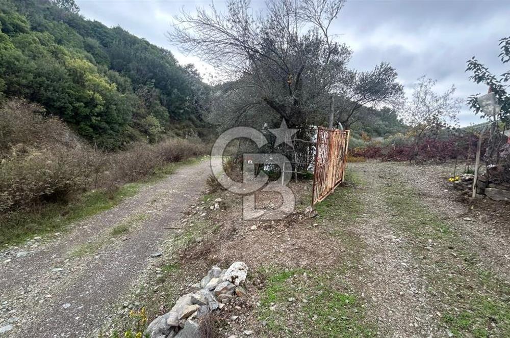 SEFERİHİSAR BEYLERDE 19.549 m² ÜZÜM BAĞI VE ZEYTİNLİK FIRSATI