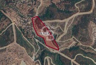 SEFERİHİSAR BEYLERDE 19.549 m² ÜZÜM BAĞI VE ZEYTİNLİK FIRSATI - 2 - 319754