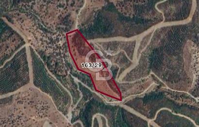 SEFERİHİSAR BEYLERDE 19.549 m² ÜZÜM BAĞI VE ZEYTİNLİK FIRSATI