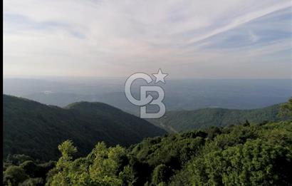 SAKARYA ERENLER DEĞİRMENDERE'DE FINDIK BAHÇESİ