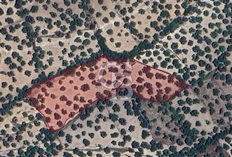 Ayvalık Kemalpaşa Mahallesinde Satılık Zeytinlik - 5 - 319863