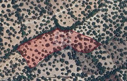 Ayvalık Kemalpaşa Mahallesinde Satılık Zeytinlik