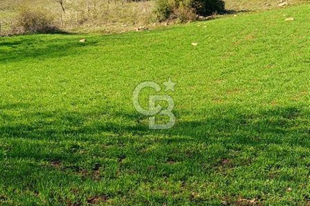 ÇANAKKALE LAPSEKİ BEYÇAYIR KÖYÜ 5246 m2 SATILIK ARAZİ