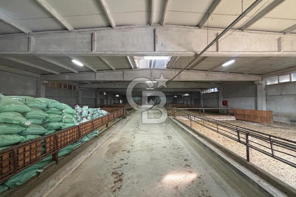 CB KİNG'DEN YENİKÖY MAHALLESİ TAM EKİPMANLI SATILIK ÇİFTLİK