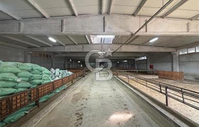 CB KİNG'DEN YENİKÖY MAHALLESİ TAM EKİPMANLI SATILIK ÇİFTLİK