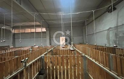 CB KİNG'DEN YENİKÖY MAHALLESİ TAM EKİPMANLI SATILIK ÇİFTLİK