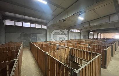 CB KİNG'DEN YENİKÖY MAHALLESİ TAM EKİPMANLI SATILIK ÇİFTLİK