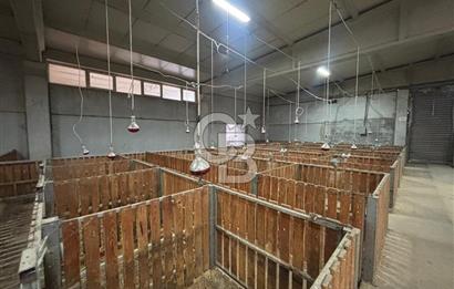 CB KİNG'DEN YENİKÖY MAHALLESİ TAM EKİPMANLI SATILIK ÇİFTLİK