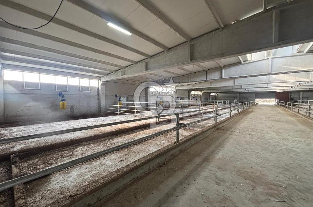 CB KİNG'DEN YENİKÖY MAHALLESİ TAM EKİPMANLI SATILIK ÇİFTLİK