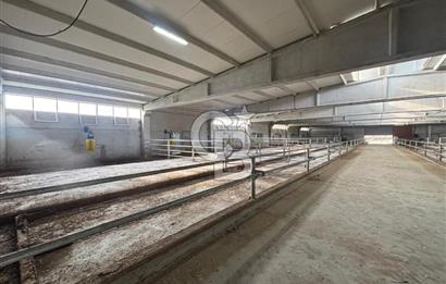 CB KİNG'DEN YENİKÖY MAHALLESİ TAM EKİPMANLI SATILIK ÇİFTLİK