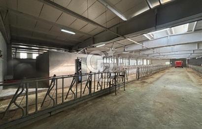 CB KİNG'DEN YENİKÖY MAHALLESİ TAM EKİPMANLI SATILIK ÇİFTLİK