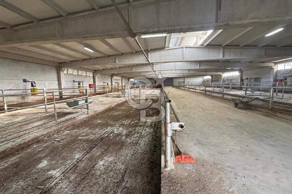 CB KİNG'DEN YENİKÖY MAHALLESİ TAM EKİPMANLI SATILIK ÇİFTLİK