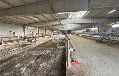 CB KİNG'DEN YENİKÖY MAHALLESİ TAM EKİPMANLI SATILIK ÇİFTLİK