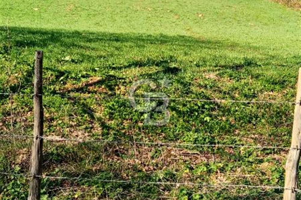 ÇANAKKALE LAPSEKİ BEYÇAYIR KÖYÜ 5246 m2 SATILIK ARAZİ