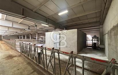 CB KİNG'DEN YENİKÖY MAHALLESİ TAM EKİPMANLI SATILIK ÇİFTLİK