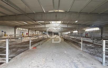 CB KİNG'DEN YENİKÖY MAHALLESİ TAM EKİPMANLI SATILIK ÇİFTLİK