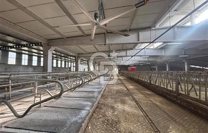 CB KİNG'DEN YENİKÖY MAHALLESİ TAM EKİPMANLI SATILIK ÇİFTLİK