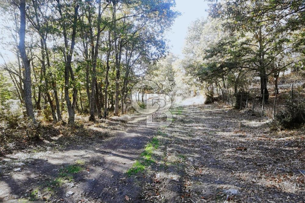 ÇANAKKALE LAPSEKİ BEYÇAYIR KÖYÜ 5246 m2 SATILIK ARAZİ