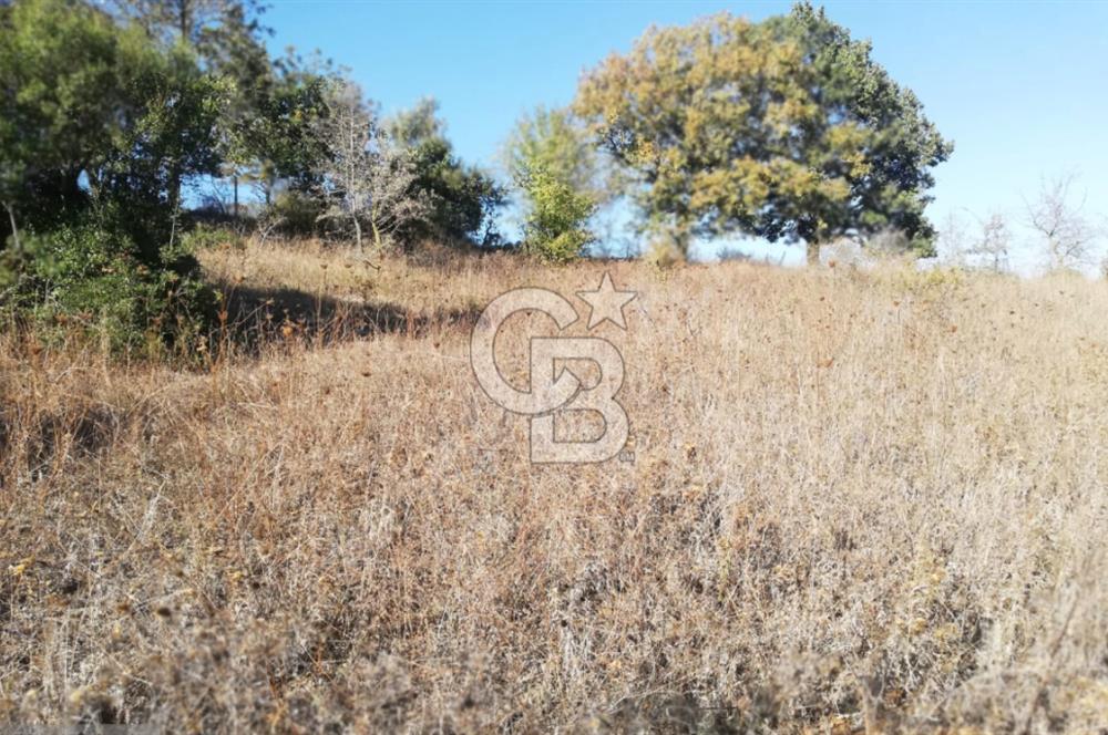 ÇANAKKALE LAPSEKİ BEYÇAYIR KÖYÜ 5246 m2 SATILIK ARAZİ