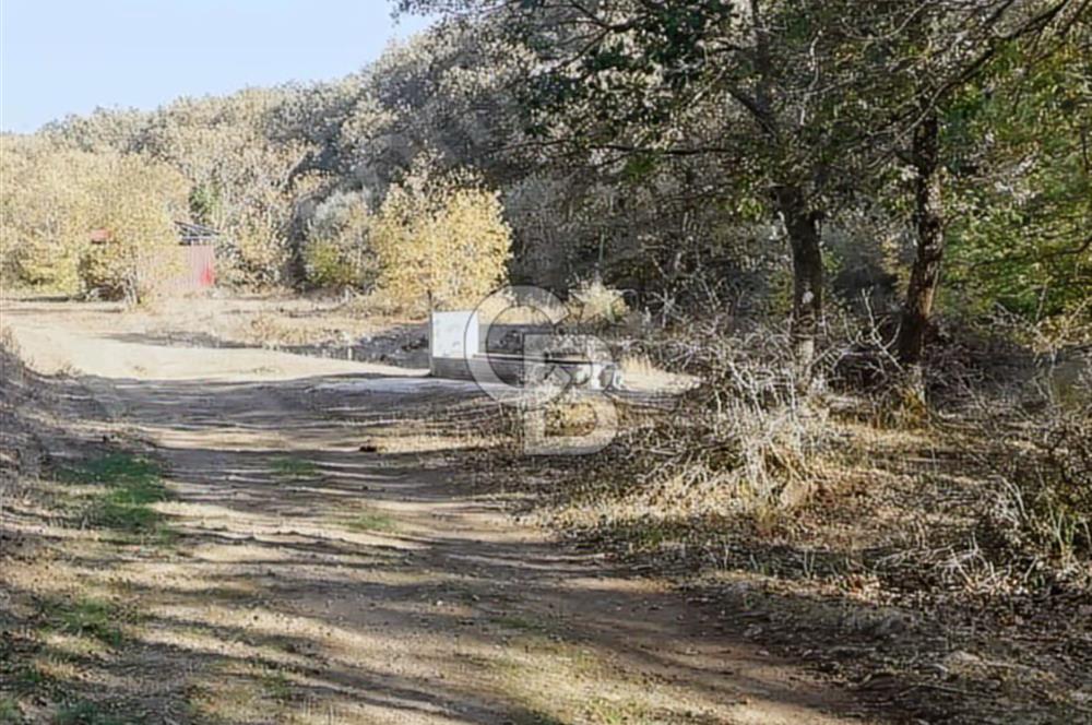 ÇANAKKALE LAPSEKİ BEYÇAYIR KÖYÜ 5246 m2 SATILIK ARAZİ