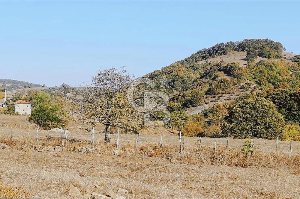 ÇANAKKALE LAPSEKİ BEYÇAYIR KÖYÜ 5246 m2 SATILIK ARAZİ
