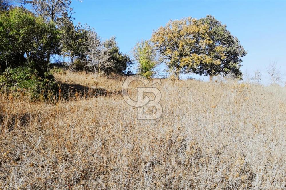 ÇANAKKALE LAPSEKİ BEYÇAYIR KÖYÜ 5246 m2 SATILIK ARAZİ