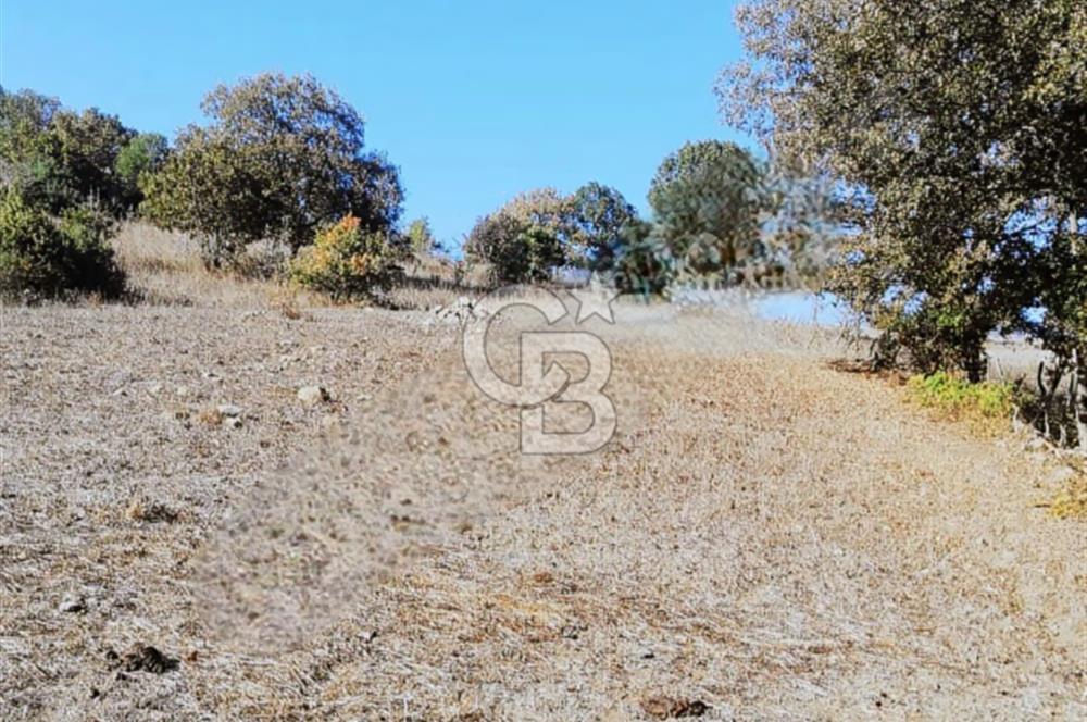 ÇANAKKALE LAPSEKİ BEYÇAYIR KÖYÜ 5246 m2 SATILIK ARAZİ