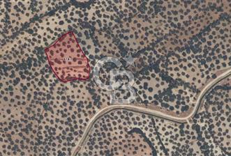 Ayvalık Kazım Karabekir Mahallesinde Verimli Zeytinlik - 10 - 319869