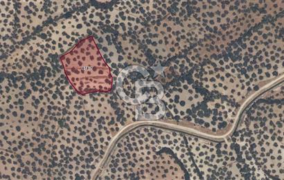 Ayvalık Kazım Karabekir Mahallesinde Verimli Zeytinlik