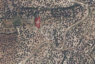 Ayvalık Kazım Karabekir'de Satılık Zeytinlik - 8 - 319871