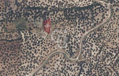 Ayvalık Kazım Karabekir'de Satılık Zeytinlik