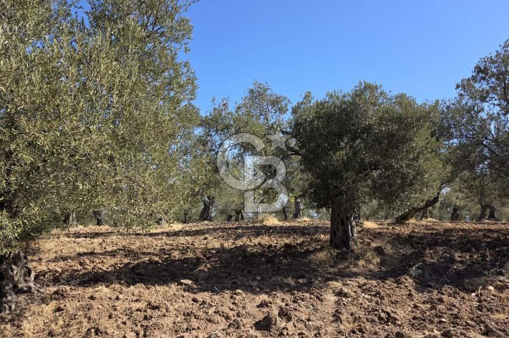 Ayvalık Kazım Karabekir'de Satılık Zeytinlik