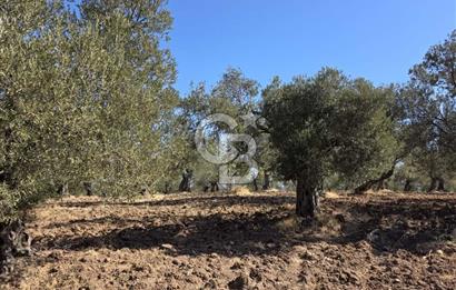 Ayvalık Kazım Karabekir'de Satılık Zeytinlik