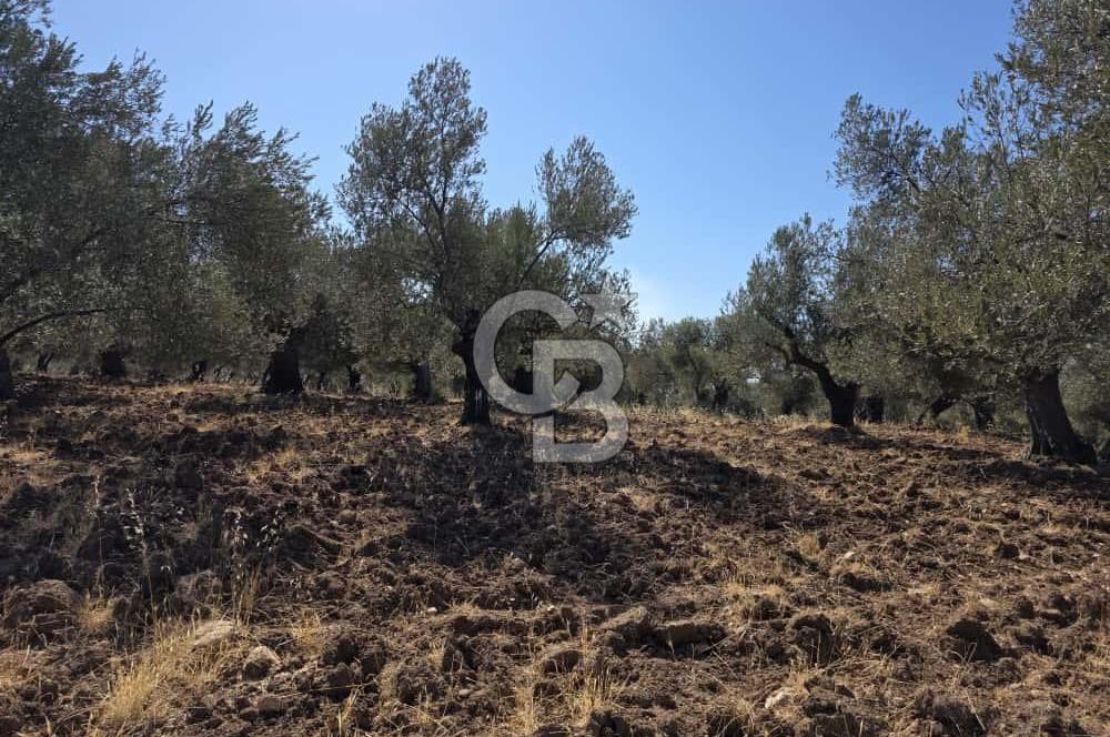 Ayvalık Kazım Karabekir Mahallesinde Verimli Zeytinlik