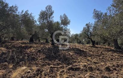 Ayvalık Kazım Karabekir Mahallesinde Verimli Zeytinlik