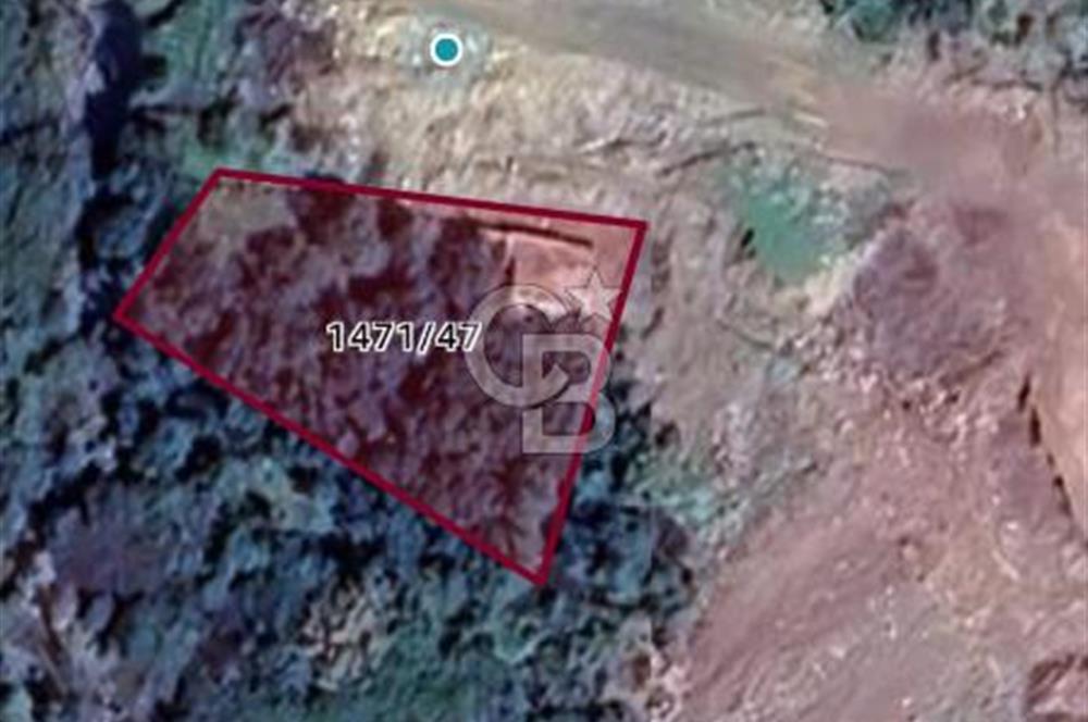 İzmir Dikili Çandarlı' da Kısmi İmarlı Satılık Zeytinlik CB PH